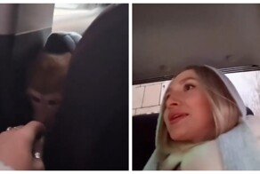 Обезьянка на переднем сиденье: пассажирка удивилась необычному такси