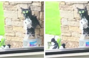 Реакция птиц на самодельную фигурку совы, которая должна была их напугать