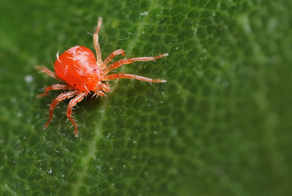 Новогодняя ёлка как источник паразитов: миф или реальность?