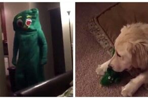 Мужчина надел костюм в виде любимой игрушки своего пса