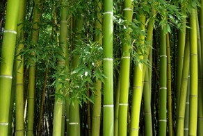 Почему бамбук растет так быстро?