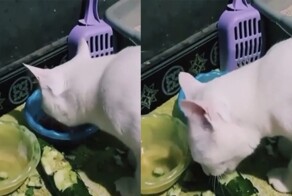 Кошка перешла на сбалансированное питание