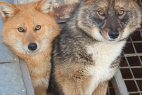 Шалайка: секретная русская суперсобака с генами шакала, которую не купишь за любые деньги