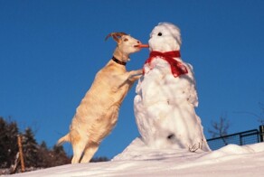25 примеров трогательного знакомства домашних питомцев с милыми снеговиками и собственными снежными копиями