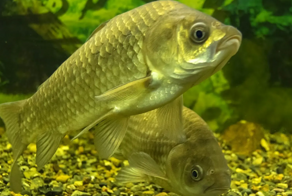 Революция в тарелке: китайцы создали карпа без мелких косточек