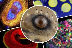 10 захватывающих микрофотографий: красота природы, скрытая от глаз