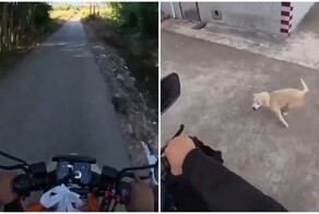 Способ борьбы с бродячими собаками