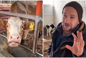 Коровашеринг — идея для инвестиций 2026 года