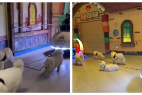 Не каждого пса можно заставить работать в праздники