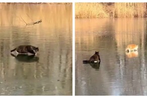 Кот испортил сородичу охоту