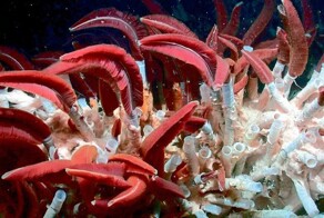 Рифтия: червь, живущий в самых жёстких условиях океана