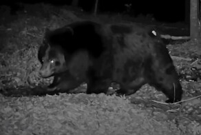 Упитанный белогрудый медведь готовится к спячке