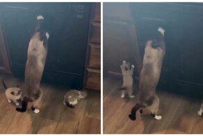 Кошка учит котят точить когти