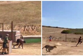 Блогер посоревновался в скорости с гепардом