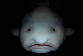 Рыба-капля: морской обитатель с лицом грустного старика