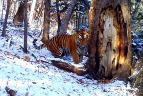 Амурский тигр "нежился" с деревом в национальном парке в Приморье