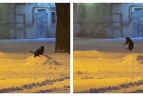 Кошка радуется снегу