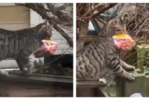 Охота удалась