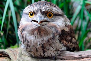 Как выглядит птенец лягушкорота