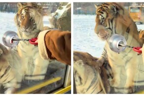 Тигров в зоопарке раскормили так, что они отказываются от мяса