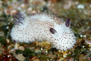 Самые милые моллюски