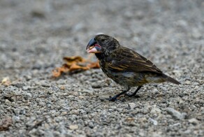 Интересные факты о галапагосских вьюрках