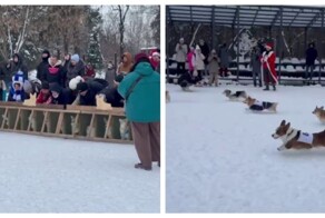 Корги-забег прошёл в Москве