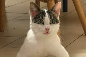 20 примеров идеального кошачьего января