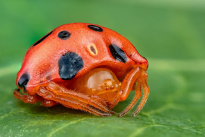 Божья коровка. Ядовитая кровь и вечный голод