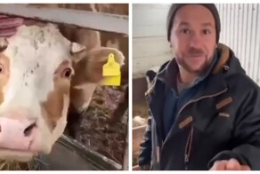 Фермеры из Липецка предлагают инвестировать в коров: доход до 20% годовых