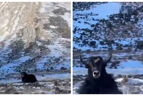 «Эээ, новая машина, не борщи»: як передумал таранить машину