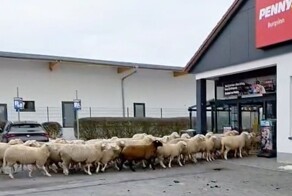 Стадо баранов устроило хаос в супермаркете Баварии