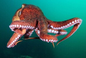 Гигантский тихоокеанский осьминог: властелин холодных вод