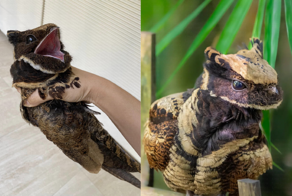 Большой ушастый козодой: жуткая птица невероятной красоты