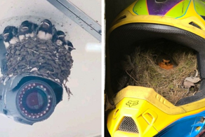 15 случаев, когда осы и птицы вторглись на территорию человека