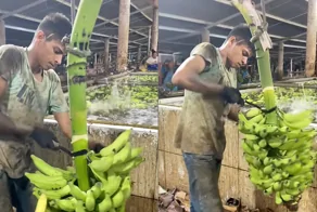 Профессиональная мойка бананов