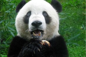 В Японии панд заменили сотрудниками-имитаторами