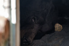 37 дней гостеприимства: медведь «арендовал» подвал в Калифорнии и не хотел съезжать