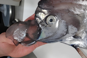 Почему рыбий рот такой инопланетный?