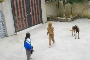 Когда терпение лопается: собака преподала ребёнку неожиданный урок