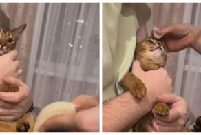 Как легко подстричь котику когти с помощью обычного скотча