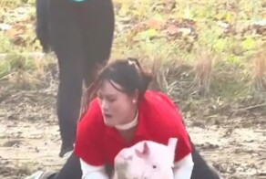 31-летняя китаянка собрала коллекцию из 22 призовых свиней