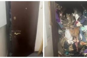 Горы мусора и девять кошек