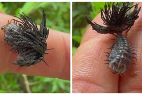 Как личинки жуков-черепашек защищаются от хищников