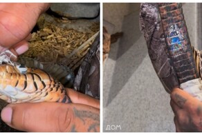 Как заботливый хозяин помог Жорику успешно линять