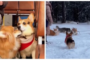 В Чебоксарах владельцы корги устроили своим питомцам настоящий корпоратив