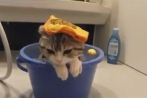 Водные кото-процедуры (видео)