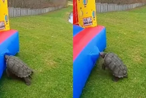 Черепаха уничтожила надувной замок за считанные секунды