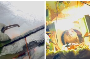 Арктический гость во время замеров