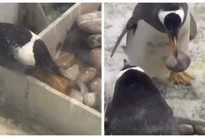 Пингвин показал, что знает толк в отношениях